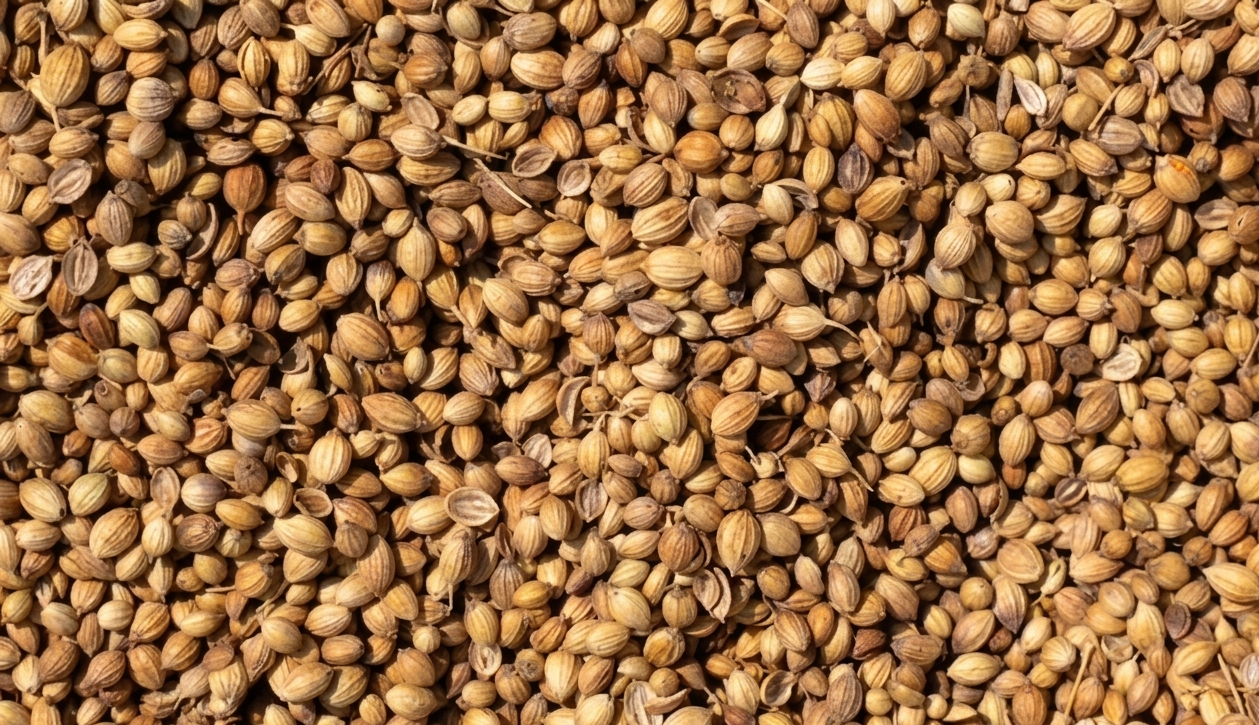 Coriander Seeds Eagle Grade Rajasthan Indian Spice Export