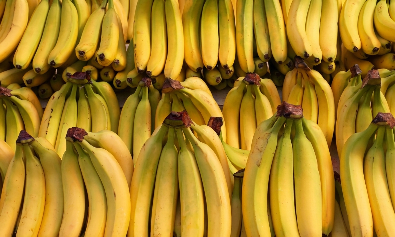 Fresh Cavendish and Robusta bananas from Indian tropical regions for international export — Goldenbird Overseas
