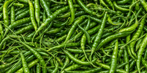 Fresh Indian chillies — Guntur Sannam, Teja, Byadgi and green chilli varieties for export by Goldenbird Overseas
