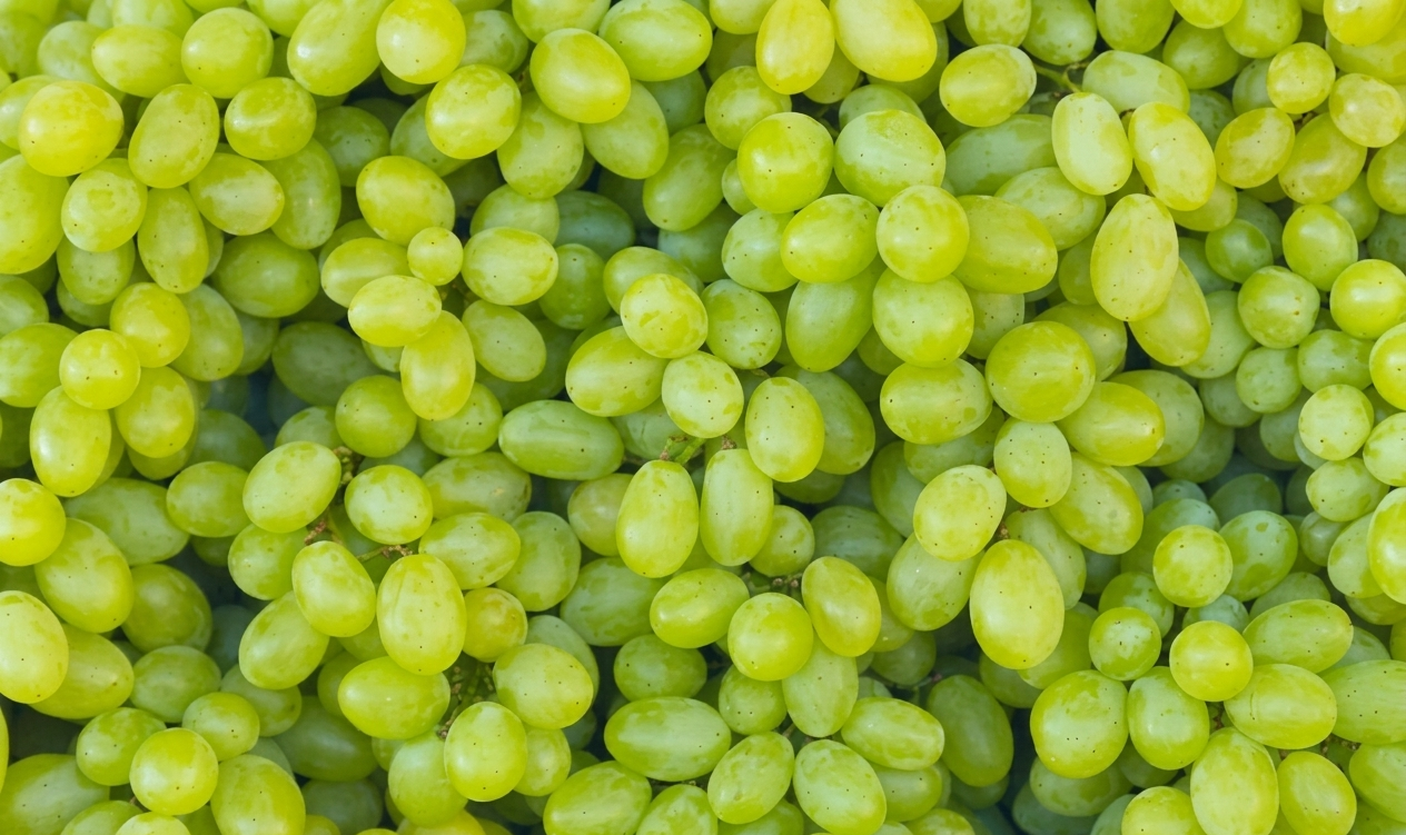 Fresh Indian table grapes — Thompson Seedless, Sonaka, Black Seedless from Nashik region — Goldenbird Overseas