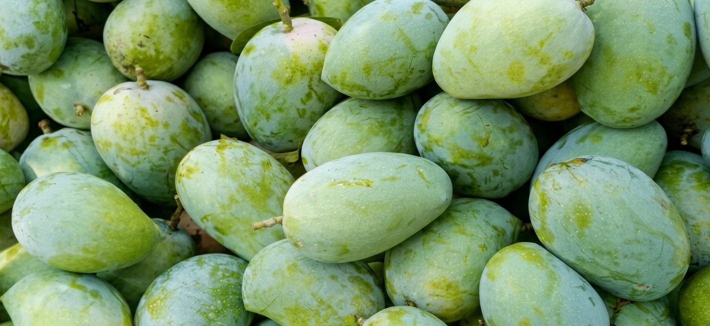 Fresh Indian mangoes — Alphonso, Kesar, Banganapalli, Totapuri varieties for international export — Goldenbird Overseas