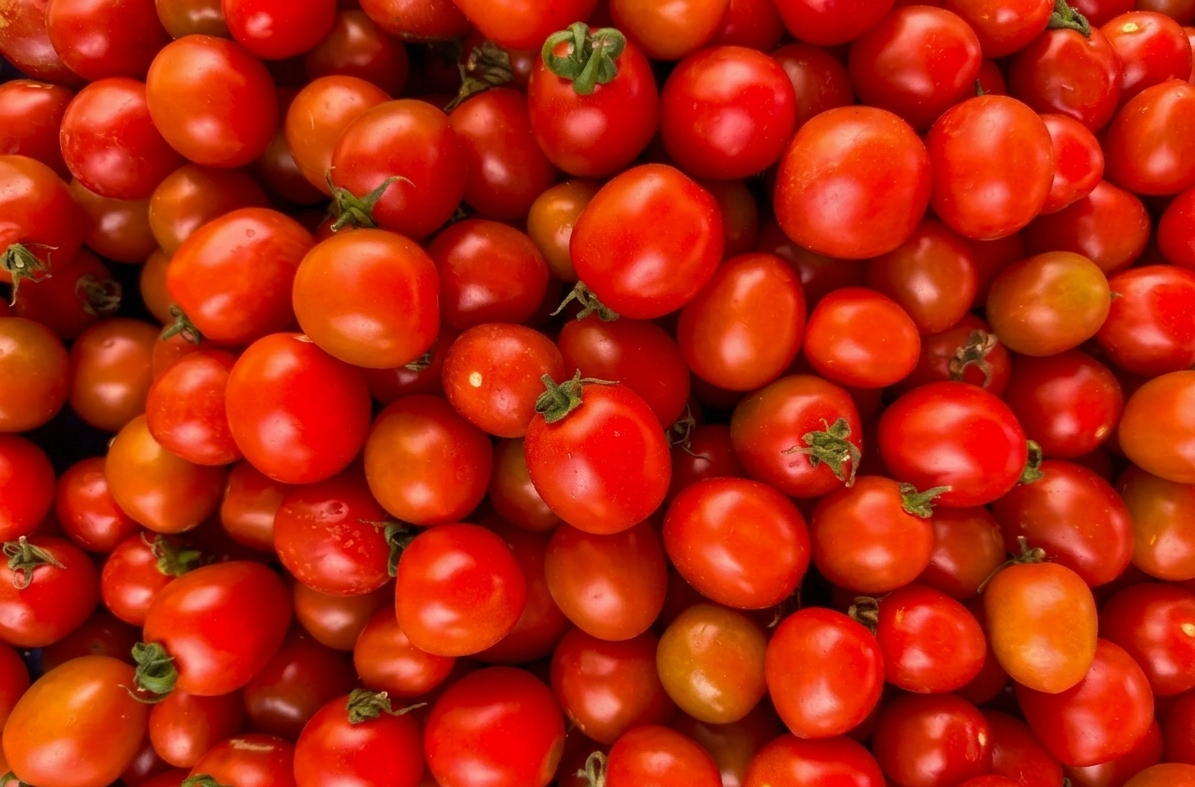 Fresh Indian tomatoes — Hybrid, Cherry, Roma and Cluster varieties cold chain exported — Goldenbird Overseas