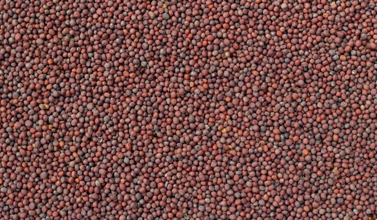 Mustard Seeds Yellow Brown Black Indian Spice Export