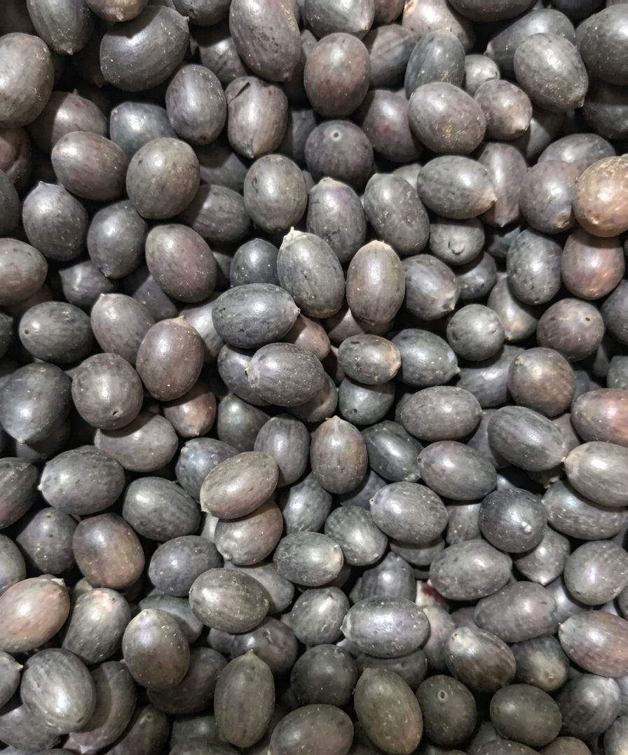 Plain Raw Makhana Fox Nuts Bulk Supply from India
