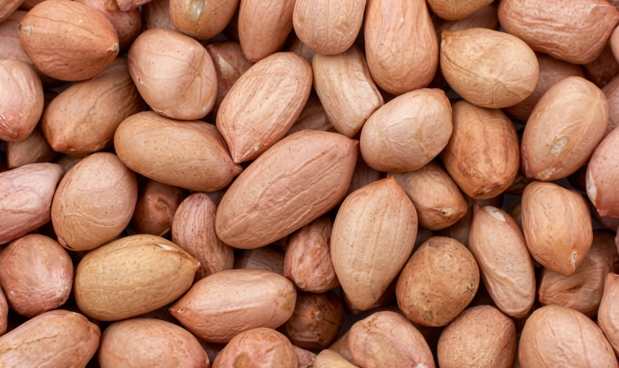 Premium raw peanuts export grade from India - Bold and Java varieties in shell and kernels